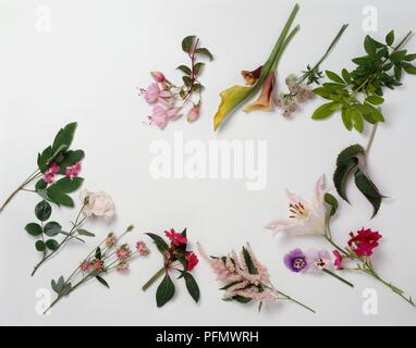 Rose, rouge, violet et blanc fleurs et feuilles vertes sur les boutures de tiges Banque D'Images