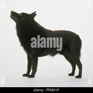 Schipperke, debout, regardant vers le haut Banque D'Images