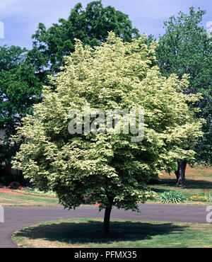 Acer platanoides 'Drummondii' (Norvège) arbre à feuilles vert pâle à côté du parc en chemin, arbres aux feuilles plus sombre en arrière-plan Banque D'Images