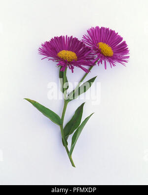 L'Erigeron "dignité" (Fleabane), fleurs roses avec des étamines jaune et vert sur les feuilles de tiges Banque D'Images