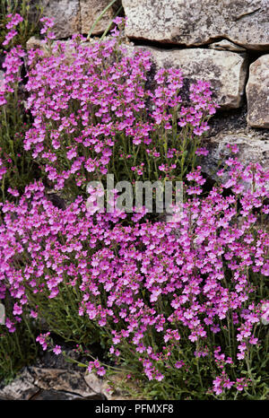 Erinus alpinus (digitale) fée avec abondance de fleurs rose profond sur de longues tiges de plus en plus contre le mur Banque D'Images