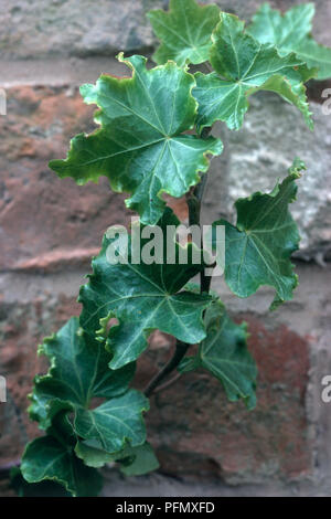 Lobées feuilles vertes de Hedera helix 'Parsley Crested' (lierre) sur la croissance de la tige contre le mur de brique Banque D'Images