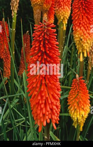 Fleurs de Kniphofia 'Prince Igor' (Red Hot poker, Torch lily), close-up Banque D'Images