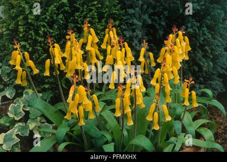 Fleurs jaunes tubulaires, et les feuilles de Lachenalia aloides 'Nelsonii' (Cape coucou bleu) Banque D'Images