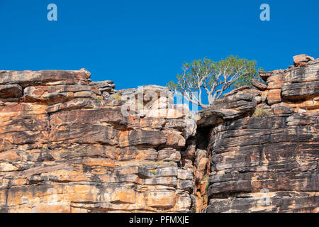 L'Australie, Australie occidentale, Kimberley Coast, Koolama Bay, King George River. Kimberley typique paysage rocheux avec gommier rouge. Banque D'Images