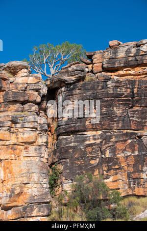 L'Australie, Australie occidentale, Kimberley Coast, Koolama Bay, King George River. Kimberley typique paysage rocheux avec gommier rouge. Banque D'Images