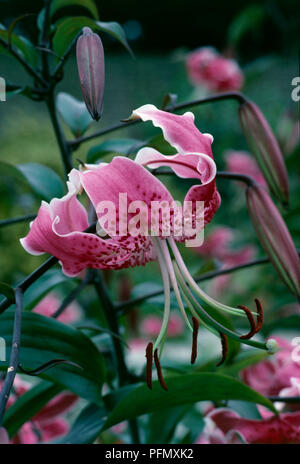 Lilium speciosum var rubrum, repéré un signe de rose avec des fleurs et des étamines longues feuilles vertes, close-up Banque D'Images