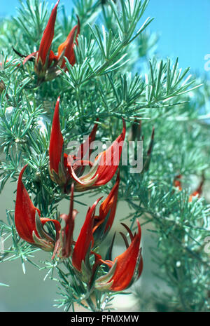 Lotus berthelotii (Gem Corail, Parrot's Beak) avec les fleurs rouges et les feuilles vertes fines set against blue sky, close-up Banque D'Images