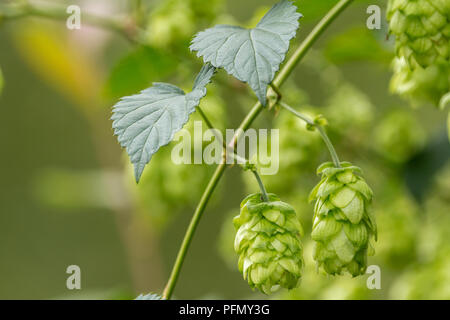 Le houblon (Humulus lupulus) soutenu par un arbre à Arundel wetland centre UK. Grandes feuilles en forme de coeur et le houblon chacun sur une seule tige tout vert. Banque D'Images