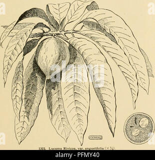 Cette cyclopédie offre des renseignements complets sur la culture des plantes horticoles, y compris les fruits, les légumes, les fleurs et les plantes ornementales à travers les États-Unis et le Canada. Il comprend des descriptions détaillées des espèces et des techniques de culture, ainsi que des croquis géographiques et biographiques pertinents pour l'horticulture. Banque D'Images