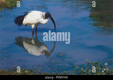 Ibis sacré dans les commandes d'eau, corps blanc à tête noire, bec et de la queue des oiseaux, reflétée dans une eau bleue. Banque D'Images
