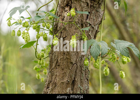 Le houblon (Humulus lupulus) soutenu par un arbre à Arundel wetland centre UK. Grandes feuilles en forme de coeur et le houblon chacun sur une seule tige tout vert. Banque D'Images