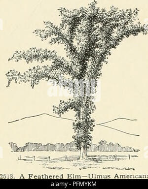 . Cyclopedia of American horticulture, comprenant des suggestions pour la culture de plantes horticoles, les descriptions des espèces de fruits, légumes, fleurs et plantes ornementales vendues aux États-Unis et au Canada, ainsi que des notes biographiques et géographiques. Le jardinage. L'Ulmus 1882 ci-dessus, pubescentes en dessous, en l-S. long : slj. de 5 à 6 étamines : fr. obovales à oblongues-obovales. Var. major, Planch. ({7. nidjor. Smith, pas Reichb. U. salive, Mill. U., lalifblia Hort.). Grand arbre : plutôt longpetioled. Ivs, ovées à ovées ou obovales-ob- long, lisse et glabre habituellement ou parfois Banque D'Images