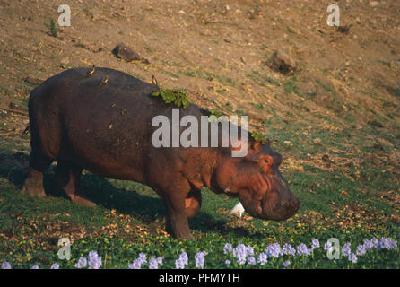 Du sud, au Zimbabwe, du lac Kariba, l'Hippopotame (Hippopotamus amphibius) avec des oiseaux et des feuilles sur le dos, debout en bas de pente, vue de côté. Banque D'Images