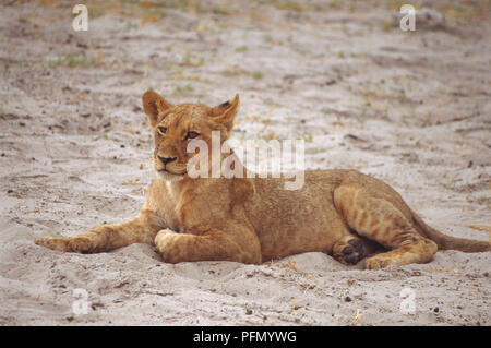 Lion, Panthera leo, allongé dans le sable, des taches pâles sur ses pattes, noir patins sur les pieds, l'un courbé vers la patte avant du corps, à l'avant, l'angle vue de côté. Banque D'Images