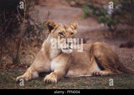 L'Afrique, Botswana, Okavanga Delta, Lioness (Panthera leo), couché dans un terrain herbeux avec ses pattes avant tendus. Banque D'Images