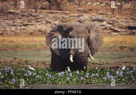 L'éléphant d'Afrique, Loxodonta africana, marchant à travers waterhole, jambes submergées dans l'eau, blanc, défenses tronc épais et de grandes oreilles au-dessus de plantes à fleurs violet, blanc d'échassiers, herbacé et muret en pierre en arrière-plan. Banque D'Images