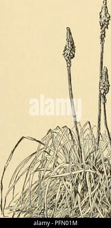 . Cyclopedia of American horticulture : comprenant des suggestions pour la culture de plantes horticoles, les descriptions des espèces de fruits, légumes, fleurs et plantes ornementales vendues aux États-Unis et au Canada, ainsi que des notes biographiques et géographiques. Jardinage ; horticulture ; horticulture ; l'horticulture. Haricot Haricot. Nom commun en Angleterre pour le haricot commun à la différence de la petite fève, le premier étant Pliaseohis vulgaris, la dernière P. liinalus. La vesce de rein. AntJiuUis Hee. KINGNDT, Carya sulcata. KIN-KAN. Voir l'Kumqual. KLEINIA. Des 3 genres de Banque D'Images