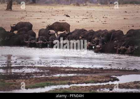 Cap ou de l'Afrique, Syncerus caffer, grand troupeau se pencher, de point d'eau potable, casque-comme la télévision s'est joint à cornes, brun foncé, la peau des oiseaux aux longues jambes de marcher à travers les terres de sable en arrière-plan. Banque D'Images