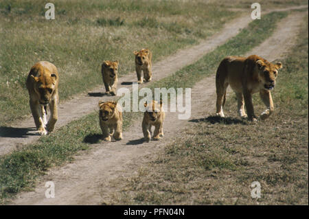 Pride of Lions, Panthera leo, marcher le long chemin de terre, deux mères accompagnant quatre louveteaux, vue de face. Banque D'Images