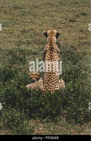 L'Afrique, Tanzanie, Serengeti National Park, vue arrière de Guépard (Acinonyx jubatus) assis dans l'herbe avec un bébé guépard à la recherche dans le sens opposé. Banque D'Images