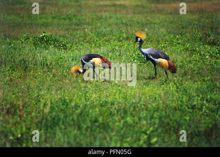 Deux Black-Crowned Balearica pavonina, grues, noir, jaune, rouge et corps blanc, jaune crête sur la tête, debout dans la prairie, vue de côté. Banque D'Images