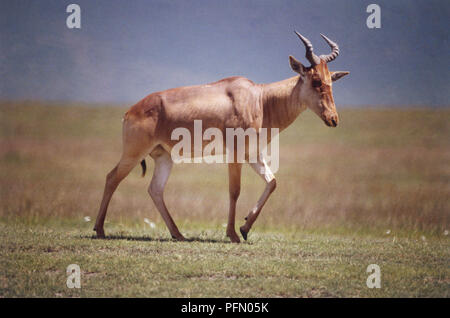 Topi, Damaliscus lunatus, vue de côté la marche, un pelage brun, blanc intérieur des jambes minces, en forme de cornes annelés lyrique, la queue pendant vers le bas, les prairies ouvertes et blue horizon en arrière-plan. Banque D'Images