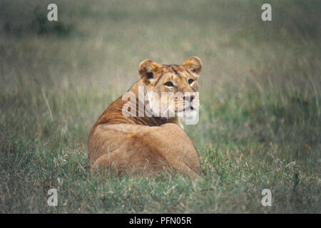 Afrique, Kenya, Masai Mara, lion (Panthera leo), vue arrière de lionne couchée dans l'herbe avec sa tête se retourna, regardant la caméra. Banque D'Images