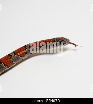 Tête de serpent roi mexicain (Lampropeltis mexicana) avec sa langue, side view Banque D'Images