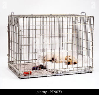 Chiot Golden Retriever couché endormi sur des couvertures dans une caisse de chien, vue avant Banque D'Images