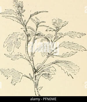 . Cyclopedia of American horticulture, comprenant des suggestions pour la culture de plantes horticoles, les descriptions des espèces de fruits, légumes, fleurs et plantes ornementales vendues aux États-Unis et au Canada, ainsi que des notes biographiques et géographiques. Le jardinage. Chrysanthème ger d'arrosage tant que le feuillage est vert clair. Un peu d'ombre à l'époque des semis n'est pas d'objec- tionable, mais elle doit être retirée dès que les plantes sont établis. Il est souvent nécessaire de l'ombre rose. 455. Bourgeon de la Couronne de chrysanthème à un stade ultérieur. Montrant comment sa force Banque D'Images