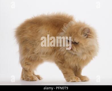 Cat Longhair rouge, debout, avec la langue qui sort Banque D'Images