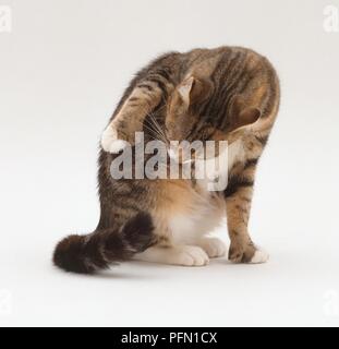 Chat blanc et brun lui-même lécher nettoyer Banque D'Images