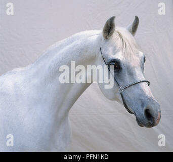 Tête de course de chevaux arabes blancs, close-up Banque D'Images