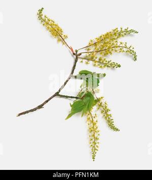 Acer cissifolium érable à feuilles de vigne (), portant des rameaux de minuscules pointes de fleurs de printemps, vert et vert feuilles Banque D'Images