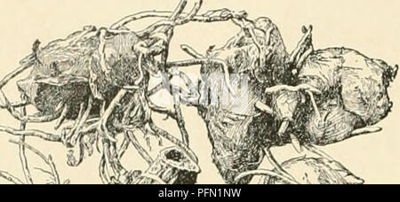 . Cyclopedia of American horticulture, comprenant des suggestions pour la culture de plantes horticoles, les descriptions des espèces de fruits, légumes, fleurs et plantes ornementales vendues aux États-Unis et au Canada, ainsi que des notes biographiques et géographiques. Le jardinage. 240 Canna ou fourchue, les bractées obtus, petit et vert : sépales lancéolés, vert, !4in. ou moins long ; pétales lanceolados, IK in. de long, teinté de rouge ; staminodes ensemble, rouge ou jaune-rouge à lèvres ; la même couleur, oblancéolées et ginate emar-. Le Brésil. cc. Tige glabre. D. feuilles vert. 1.3. comptlcta, Roscoe. Banque D'Images