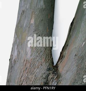 Eucalyptus gunnii (gomme) Cidre, écorce texturée Banque D'Images