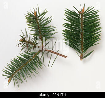 Les brindilles d'Abies bracteata (Bristlecone fir), close-up Banque D'Images