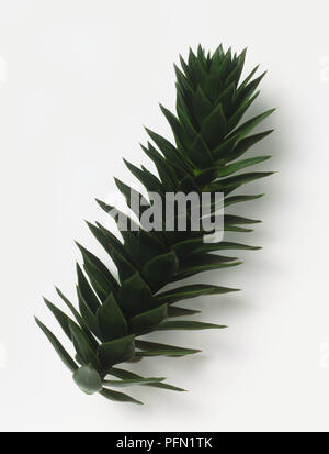 Araucaria araucana (monkey puzzle), feuilles Banque D'Images