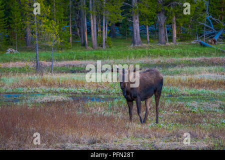 Les orignaux mâchonnant sur saules dans le Parc National de Yellowstone, Wyoming Banque D'Images