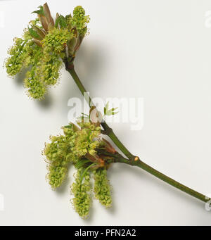 Aceraceae, Acer macrophyllum érable, de l'Oregon, de l'extrémité des rameaux sans feuilles tombantes, grand palier et voyante des grappes de petites fleurs vert-jaune avec des anthères exsert. Banque D'Images
