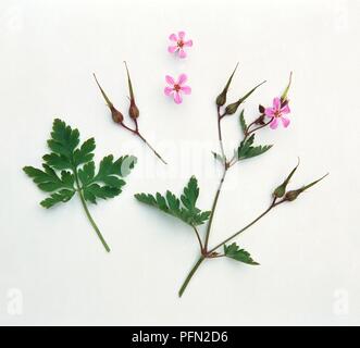 Geranium robertianum herbe (Robert), feuilles, fleurs et bourgeons Banque D'Images