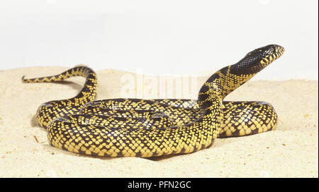 Désert putride Kingsnake (Lampropeltis getula splendida) jusqu'à la vue de côté, Banque D'Images