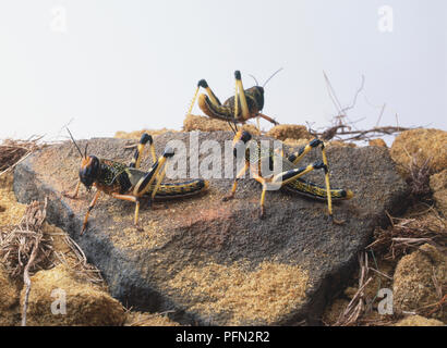 Trois le criquet pèlerin (Schistocerca gregaria), side view Banque D'Images
