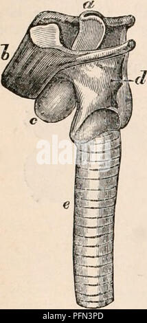 Cet ouvrage de référence de Robert Bentley Todd couvre l'anatomie et la physiologie de diverses espèces, en mettant l'accent sur le mécanisme vocal et les sacs laryngés dans le cadre de l'anatomie humaine. Banque D'Images