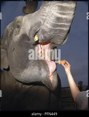 Elephas maximus, l'éléphant indien, chef en vue de l'avant avec la bouche grande ouverte et le tronc relevé, d'une molaire visible, une alimentation à la main un morceau de carotte. Banque D'Images