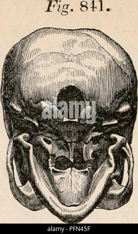 . La cyclopaedia d'anatomie et physiologie. Anatomie ; physiologie ; Zoologie. Cranium Bushman. (À partir d'un spécimen dans le Musée du Collège Royal des Chirurgiens.} f par rapport à la, et dans l'ampleur et l'expansion de l'os malaire. La position de l'ethnologique Hottentots course n'est pas tout à fait clair. Il y a des preuves qu'elle occupait autrefois une zone plus étendue qu'elle ne le fait actuellement, et que cela était beaucoup empiété sur par l'Kaffres, précédemment à la colonisation européenne de la cape. Ce fait donne du poids à une suggestion faite par M. Latham, afin de tenir compte de l'un Banque D'Images