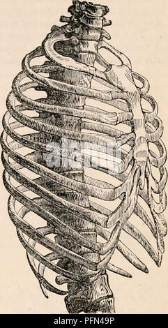 . La cyclopaedia d'anatomie et physiologie. Anatomie ; physiologie ; Zoologie. au sternum, et sont appelés les côtes sternales ou vraies côtes, ou des côtes sternales-vertèbre ; les cinq autres ne sont pas aussi prolongée immédiatement au sternum, et sont libellés fausses côtes, ou asternal ou côtes, côtes vertébrales. Nous croyons qu'il serait plus judicieux de les classer autrement, et d'examiner les cinq côtes supérieures comme sternaux, vrai, ou côtes thoraciques ; les cinq prochaines inférieur, comme les nervures diaphragmatique ; les deux derniers, d'être flottante ou fausses côtes. Car, les cinq premières notamment englober la cavité du thorax ; Banque D'Images