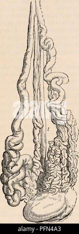 . La cyclopaedia d'anatomie et physiologie. Anatomie ; physiologie ; Zoologie. Testicule (1012) ANATOMIE ANORMALE. minous dissimuler le gland, empiètent sur le septum et d'étendre à l'autre côté du scrotum. Dans un spécimen que j'ai soigneusement examiné, les navires ont été classés en trois groupes (fig. 655). L'un formé des plus gros navires passe de l'ex- tremity du testicule ; la seconde, dans laquelle les navires étaient d'une taille inférieure, mais plus nombreux- rentes et tortueux, découle de l'ex supérieur- Fig. G55.. tremity du testicule ; tandis que la troisième et la plus petite, entourée et accompagnée de cluster Banque D'Images