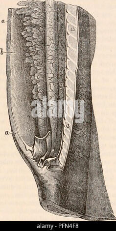 . La cyclopaedia d'anatomie et physiologie. Anatomie ; physiologie ; Zoologie. 1006 poissons. elle-même sous trois principaux sents types, chacune mérite considération distincte. La première est celle observée dans l'Dermapte ryginous Cyclostomatous- ou poissons, tels que l'Myxine et lamproie marine ; mais il n'est pas pe- culiar à ce groupe, voyant que les anguilles et peut-être d'autres races ont la même organisation. Sur l'ouverture de l'abdomen de l'un de ces poissons, comme, par exemple, la lamproie, tromyzon tnarinus (Pe-, à la turlutte. 534) une procédure extrêmement Fig. 534.. ' Organes de la lamproie marine générative (Petromyxon mari Banque D'Images